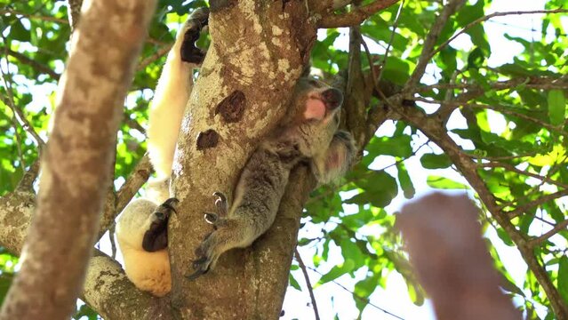 Australian protected species, sleepy wild koala, phascolarctos cinereus spotted scratching its body with its back foot while sleeping on the fork of the tree with eyes closed in daylight.