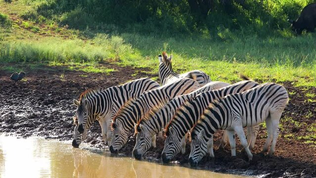 Plains zebras (Equus burchelli) drinking at a waterhole, Mokala National Park, South Africa