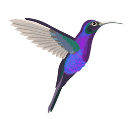 Flying colibri bird, small avian animal portrait