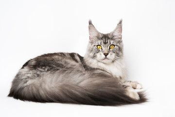 Obedient fluffy Maine Coon Cat black silver classic tabby and white color lying down and looking at...