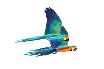 Colorful Macaw parrot flying isolated on transparent background png file	