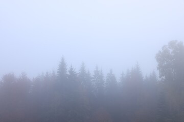 Fototapeta na wymiar Beautiful view of foggy trees in morning
