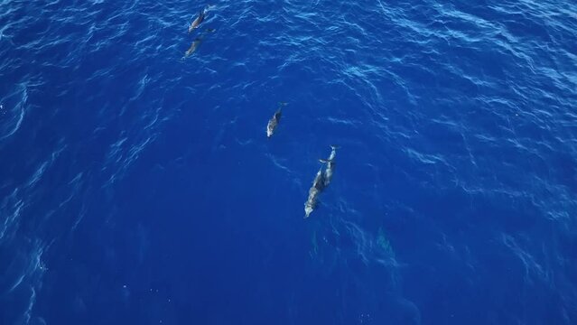 A Pod Of Dolphins Swimming Just Below The Surface Of The Water In Maui. Aerial Birds Eye View.