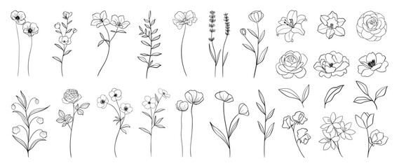 Set of hand drawn botanical flowers line art vector. Collection of black white contour drawing of rose, lily, wildflowers, leaf. Design illustration for print, logo, cosmetic, poster, card, branding. © TWINS DESIGN STUDIO