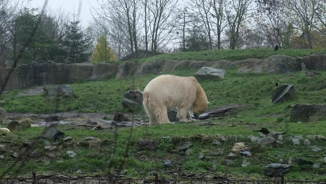 White Polar Bear Grazing On The Ground In The Wilderness. Ursus Maritimus. wide