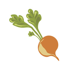 Organic and natural products, farm beetroot vector