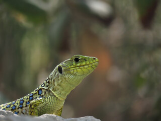 reptile called ocellated lizard, Timon lepidus, with intense green color on its scales and blue on its ocelli