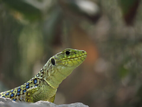 reptile called ocellated lizard, Timon lepidus, with intense green color on its scales and blue on its ocelli