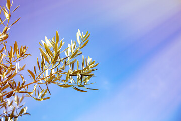 yellow olive brunch leaves against sky