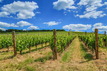 Fototapeta na wymiar Picturesque vineyard in Tarcal (Tokaj region)