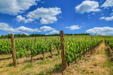 Fototapeta na wymiar Summer in the vineyard near Tokaj (Tarcal)