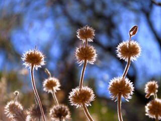 background of dried flowers close-up backlit