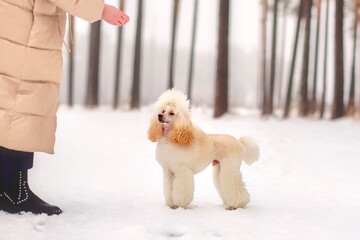 The poodle dog in winter in the snow follows closely the female hand to execute the following command