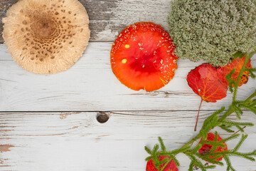Natural forest background. Bright red fly agaric mushrooms, moss and mushroom umbrella, moss t forest plants on a white wooden background.. View from above.