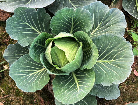 Patacopy Or Cabbage Is A Winter Vegetable