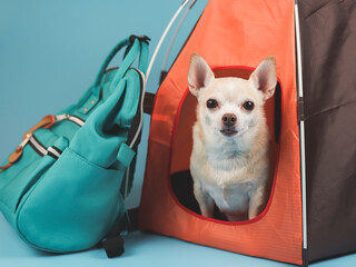 brown short hair Chihuahua dog sitting  orange camping tent with blue backpack  on blue background, looking at camera. Pet travel concept.