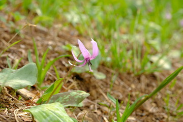 Dogtooth violet in full blooming