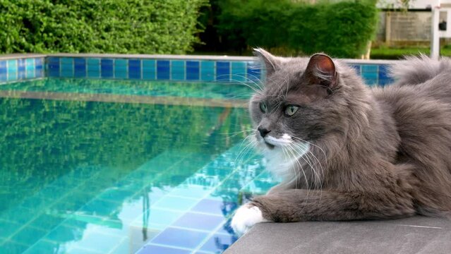 A stunning gray cat lies by the pool on vacation. Rest of cats with hosts during holidays in tropical countries. Vacation concept with pets. Cinematic shot of a cat by the pool about vacation time
