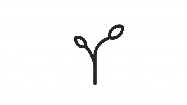 Animated withering linear icon. Wilted plant. Dying seedling. Environmental issue. Seamless loop HD video with alpha channel on transparent background. Outline motion graphic animation