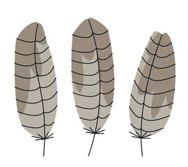 Set of buzzard feathers in doodle style. Beautiful design elements.