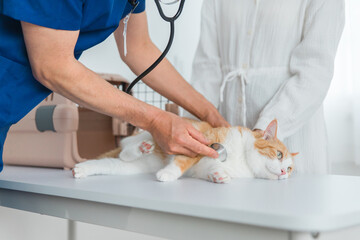 動物病院で獣医師に診察を受ける猫と飼い主のアジア人女性（ペット・聴診器）