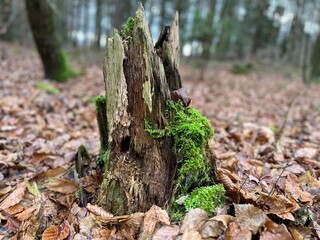 stump in forest