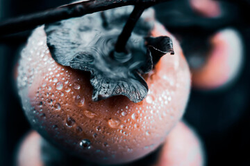 Persimmon in water drops, close-up