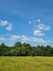 bright blue sky  Beautiful trees and grass