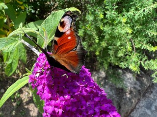 butterfly in the garden