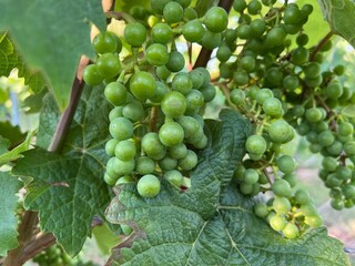 grapes on vine