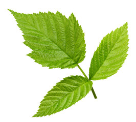 Leaf blackberry. Leaf clipping path. Blackberry leaf macro studio photo. Full depth of field
