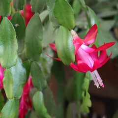 Christmas cactus with many pink flowers. Close-up of Schlumbergera plant in bloom