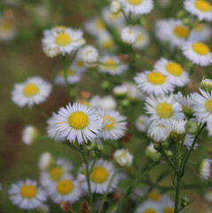 Close-up of many wild white and yellow daisies on a sunny day, also called fleabane daisy. Erigeron annuus