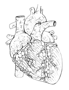 Human heart anatomy drawing - detailed black and white illustration - human organ