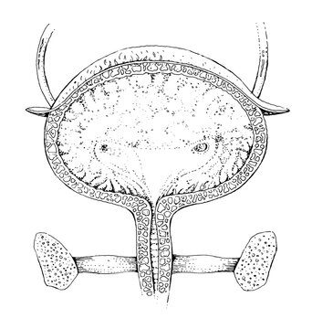 Human bladder anatomy - detailed black and white illustration - human organ	
