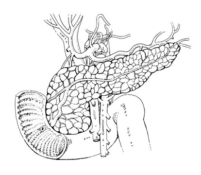 Human pancreas anatomy - detailed black and white illustration - human organ - endocrine system	