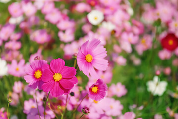Obraz premium cosmos flowers in the field against bright blue sky