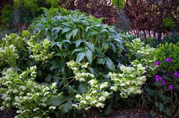 Corner in the garden of mixed plants