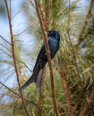 The Back Drongo (Dicrurus macrocercus) is a small Asian passerine bird of the drongo family Dicruridae. 