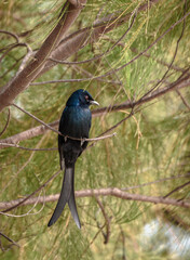 The Back Drongo (Dicrurus macrocercus) is a small Asian passerine bird of the drongo family Dicruridae. 