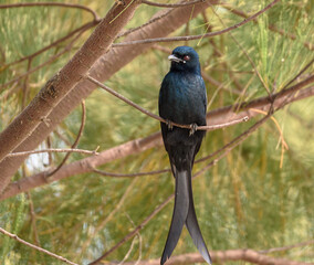 The black drongo (Dicrurus macrocercus) is a small Asian passerine bird . 