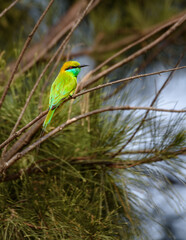 An Asian green bee-eater , also known as little green bee-eater.