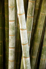 Bamboos are a diverse group of evergreen perennial flowering plants making up the subfamily Bambusoideae of the grass family Poaceae. Giant bamboos are the largest members of the grass family.