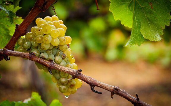 Bunches of grapes hanging on grape vines growing in the Overberg, Western Cape, South Africa.