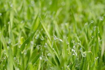 Grassy background. Morning dew. Nature beauty. Fresh green grass cover with miracle clear drops of water blur macro shooting.