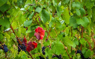 Foto auf Acrylglas Red leaves on grape vines are caused by biotic (viruses, bacteria, and fungus) and abiotic (nutrient deficiencies, cold injury, damage to root systems) stresses. Overberg, Western Cape, South Africa. © Roger de la Harpe