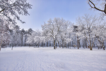 Tranquil snow covered trees in the park. Winter landscape, soft blue sky, relaxing seasonal outdoor nature scenic