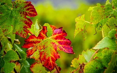 Fototapeten Red leaves on grape vines are caused by biotic (viruses, bacteria, and fungus) and abiotic (nutrient deficiencies, cold injury, damage to root systems) stresses. Overberg, Western Cape, South Africa. © Roger de la Harpe