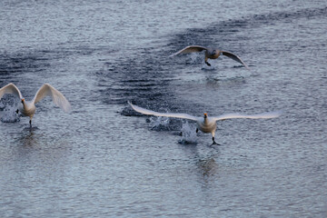 水面を走って飛び立つコハクチョウ