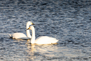 夕方の水面で行き交う2羽のコハクチョウ